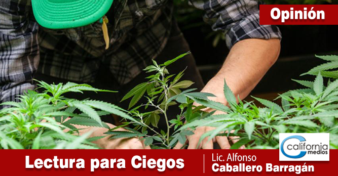 LA AUTORIZACIÓN DE LA MARIHUANA EN MÉXICO