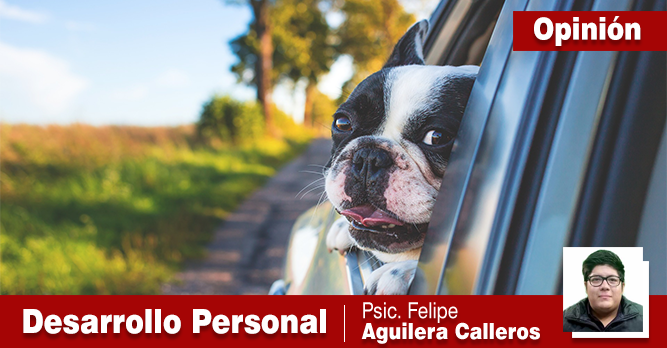 Un amigo de otra especie.