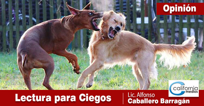 La amistad y la lealtad. Hachiko, siempre a tu lado. La primer pelea internacional de perros.