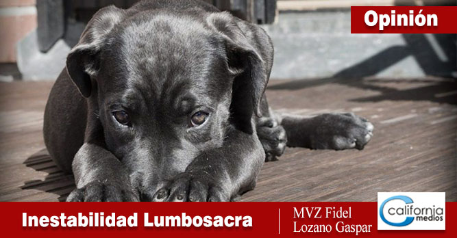 Inestabilidad Lumbosacra, cuando los perros ya no saludan.
