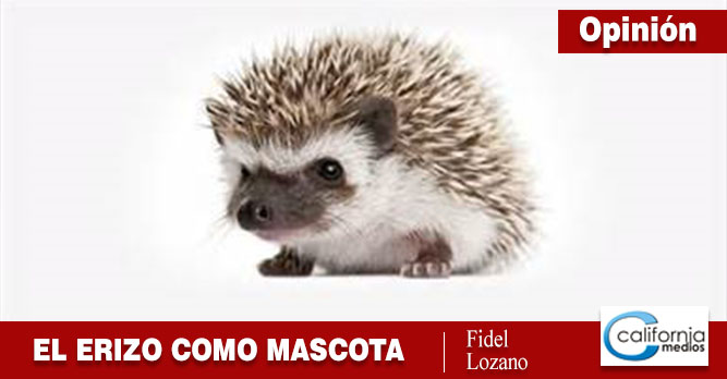 EL ERIZO COMO MASCOTA
