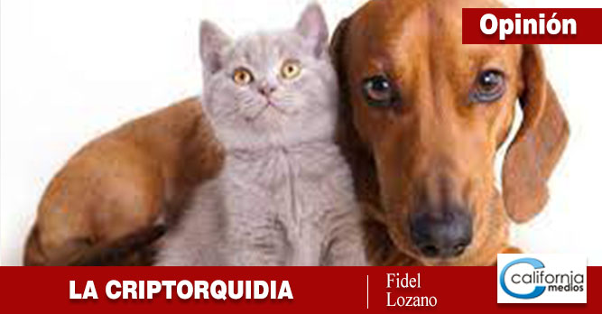 EL CUIDADO DE LOS ANIMALES, LA CRIPTORQUIDIA EN LOS PERROS Y GATOS