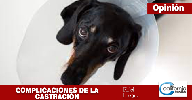 COMPLICACIONES DE LA CASTRACIÓN.