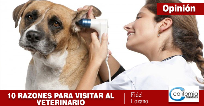 10 razones para llevar a su perro o gato al veterinario inmediatamente