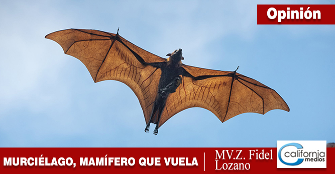 Los murciélagos, los únicos mamíferos voladores