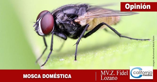 LA MOSCA DOMÉSTICA