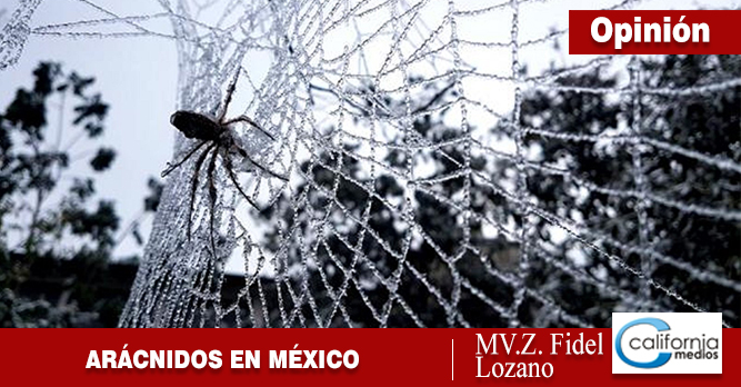 ARÁCNIDOS EN MÉXICO