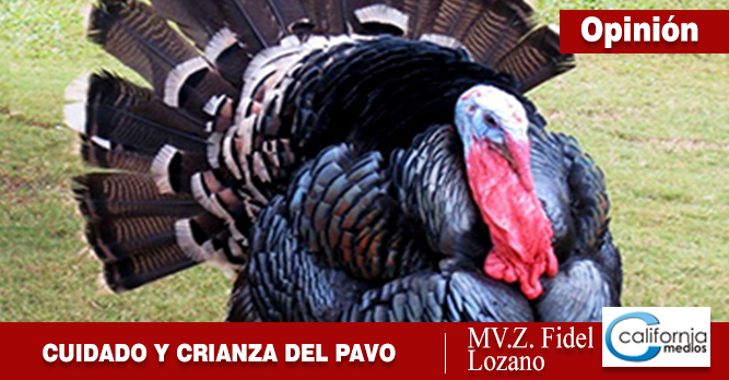 VALOR NUTRITIVO DE LA CARNE DE PAVO Y CONSEJOS PARA EL CUIDADO Y CRIANZA DE LOS PAVOS O GUAJOLOTES