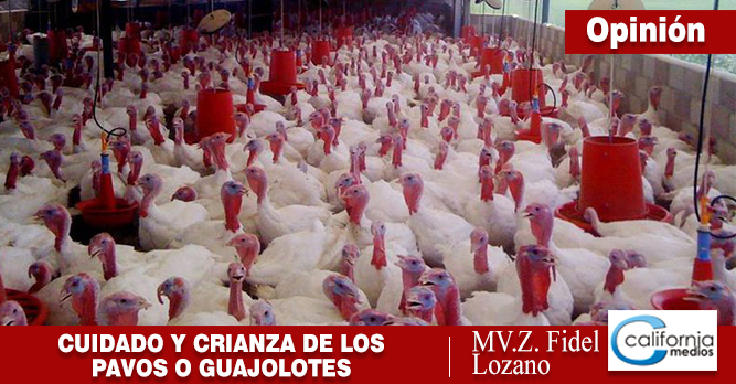 CUIDADO Y CRIANZA DE LOS PAVOS O GUAJOLOTES