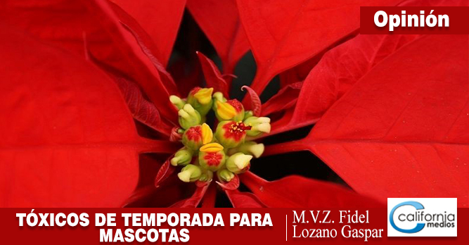 Tóxicos de temporada para nuestras mascotas
