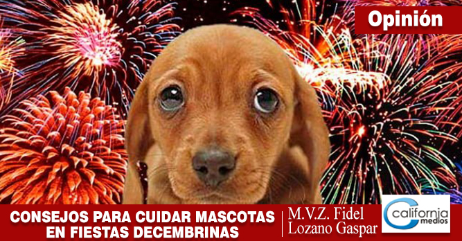 Consejos para cuidar a su mascota en las fiestas decembrinas