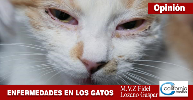 Enfermedades respiratorias en gatos