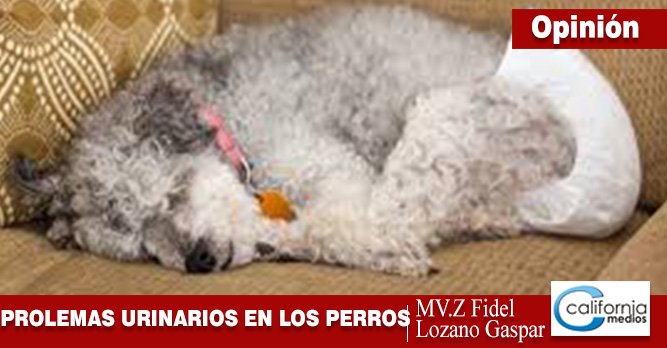 Problemas urinarios en perros: cuáles son, cómo detectarlos y qué hacer en cada caso