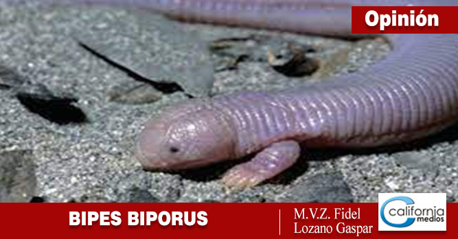 Bipes Biporus: Lagartija topo mexicana