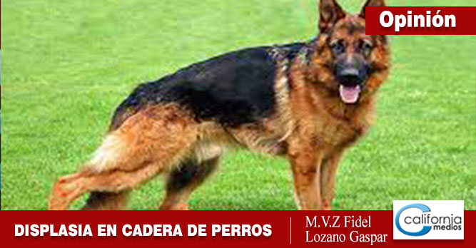 Displasia de cadera en perros – Síntomas y Tratamiento