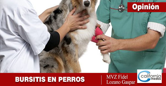 Bursitis del codo en perros; remedio y consejos para prevenirla