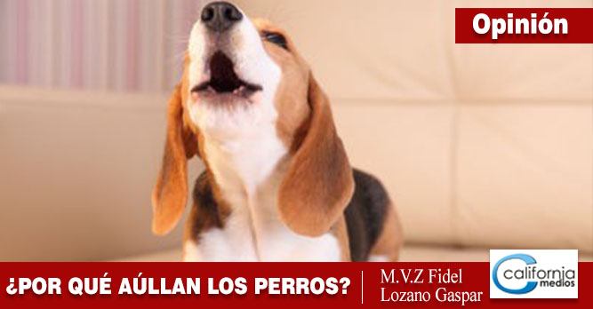 ¿Los perros aúllan cuando presienten la muerte?
