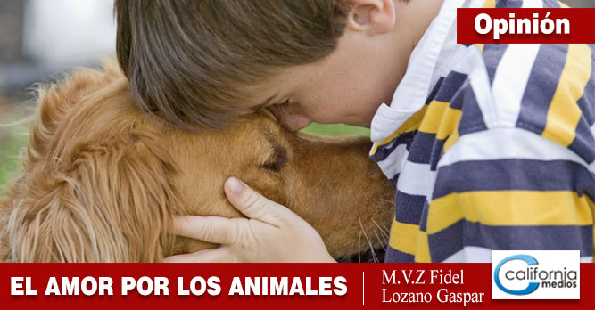 Explicaciones del amor por los animales.