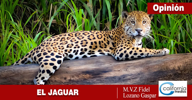 EL JAGUAR
