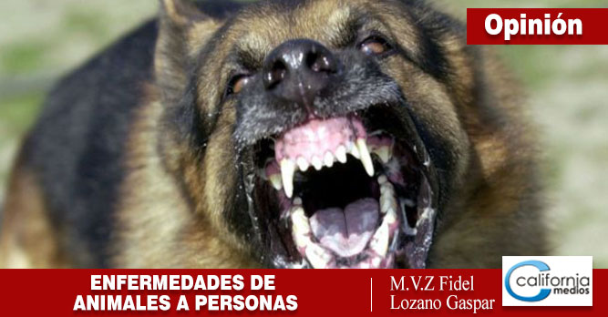 10 enfermedades que pueden transmitirse de animales a humanos