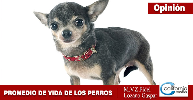 PROMEDIO DE VIDA DE LOS PERROS