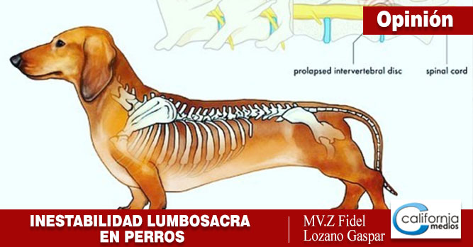 Inestabilidad Lumbosacra, cuando los perros ya no saludan