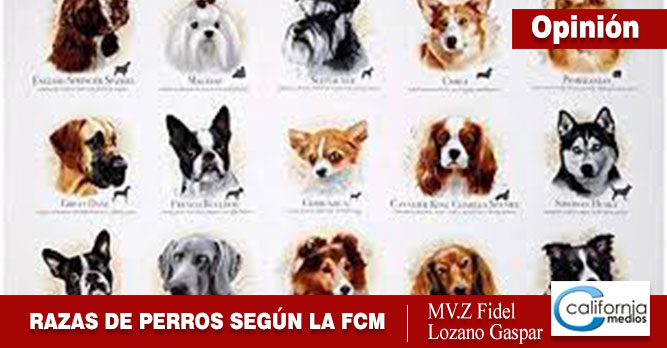 RAZAS DE PERROS