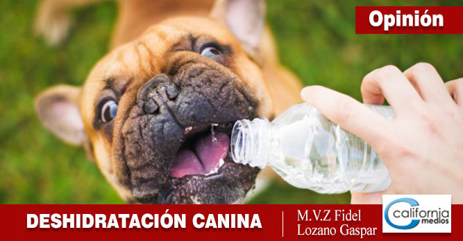 Cómo saber si mi perro está deshidratado