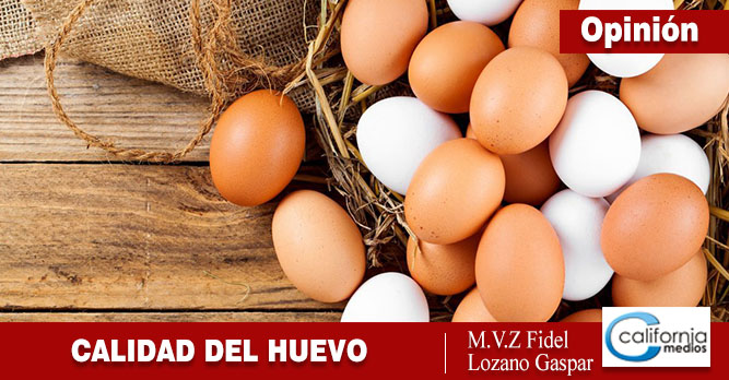 CALIDAD DEL HUEVO