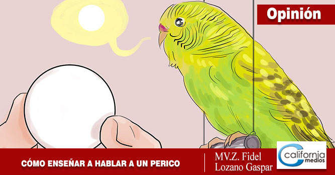 CÓMO ENSEÑAR A HABLAR A LOS PERIQUITOS