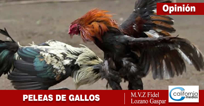 HISTORIA DE LAS PELEAS DE GALLOS EN AMÉRICA