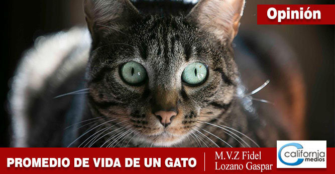 ¿Cuántos años humanos tiene mi gato?