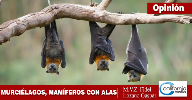 Los murciélagos, los únicos mamíferos voladores