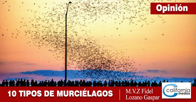 Los 10 murciélagos más grandes del mundo